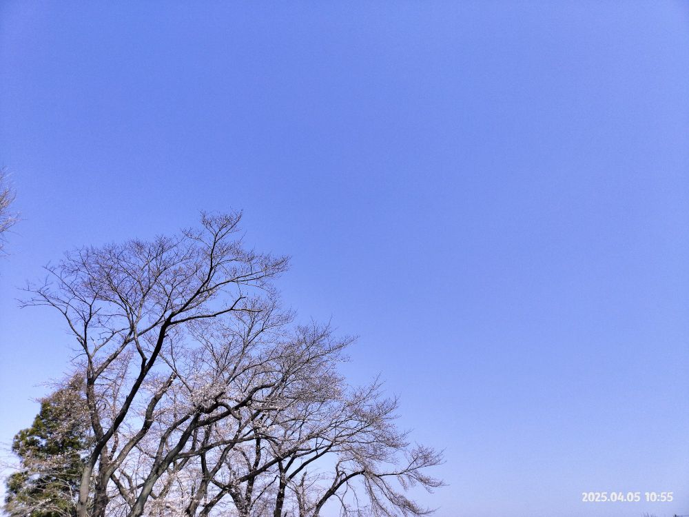 桜はまだかいな