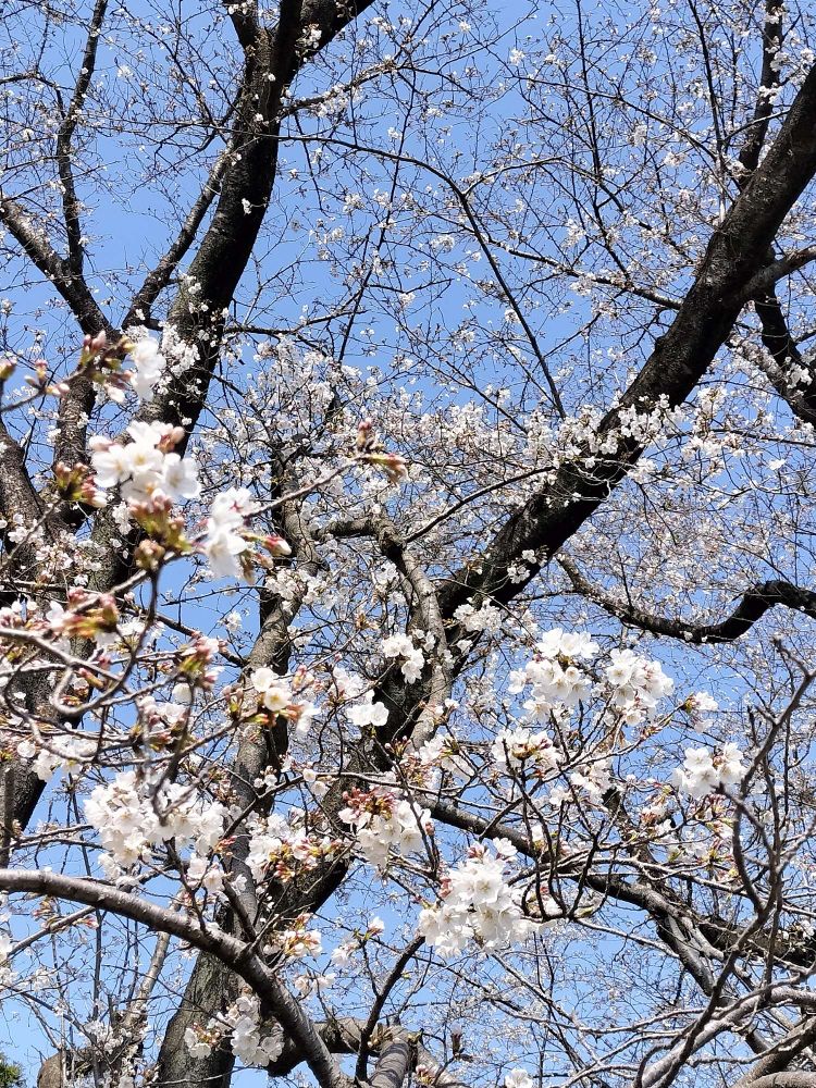 老木は下から咲くようで