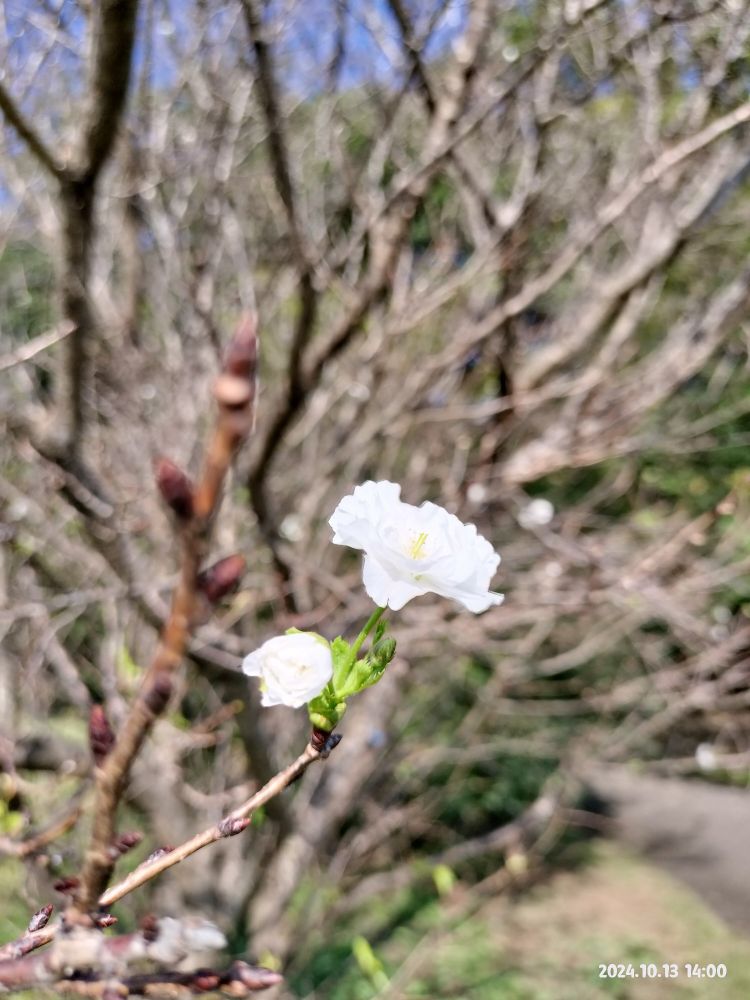うっかり咲いちゃった桜