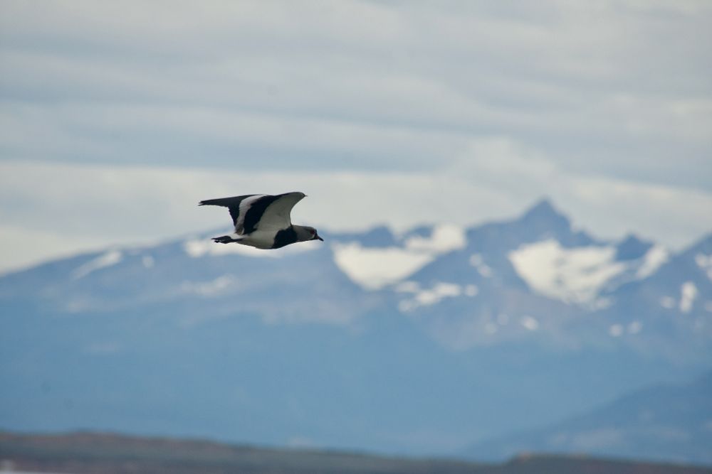 A black and white bird in flight with a snow capped mountain background