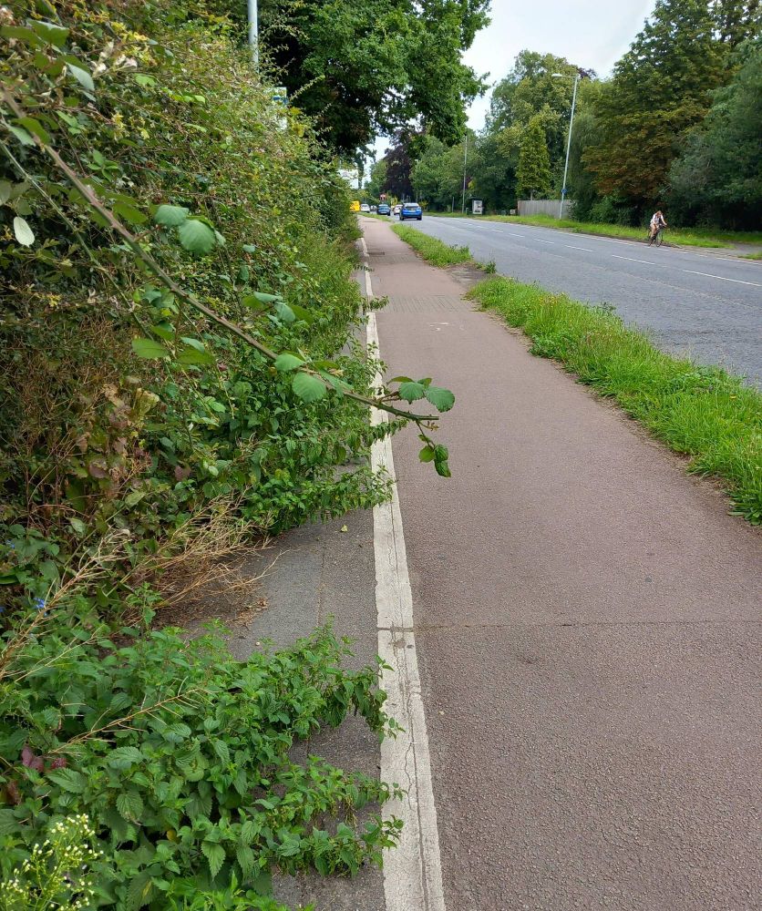 Overgrown vegetation including nettles covering the walking section of the Trumpington Road shared path.