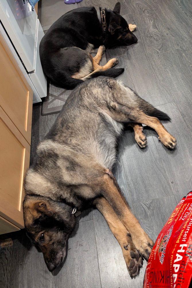 Two working line German Shepherds laying on a kitchen floor. The larger has his legs stretched out. His coat is much lighter and thicker, although his face is still dark. The younger dog is almost all black with tan legs, and he's curled more into a ball with his head on his paws. 