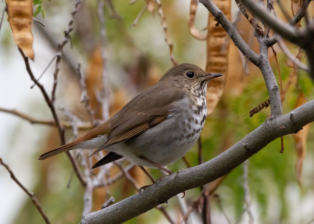 Hermit thrush perched on tree branch