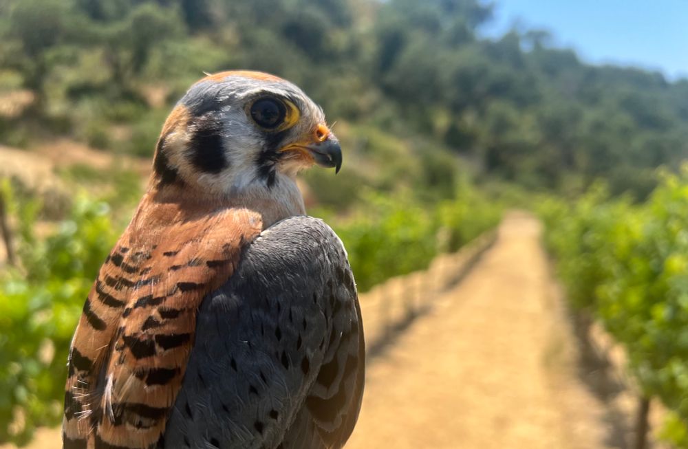 Portrait of male american kestrel with vineyard background