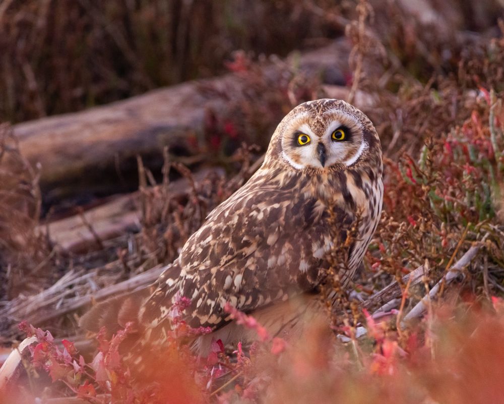 Short-eared owl perched on ground