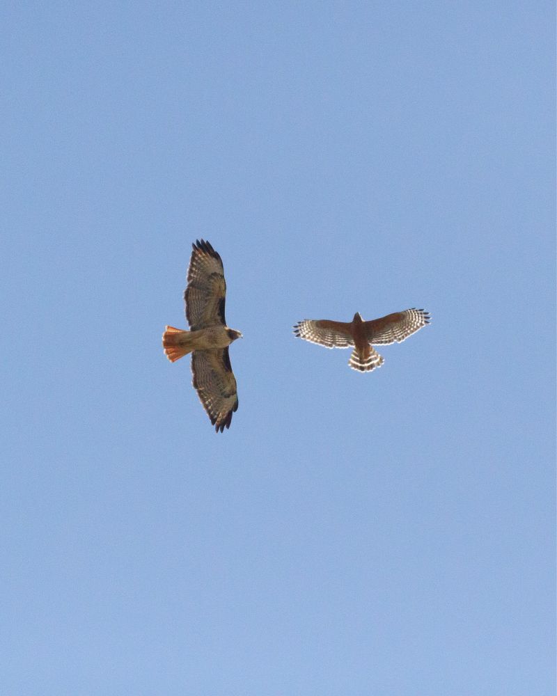Red-tailed hawk and red-shouldered hawk soaring near each other, blue sky background