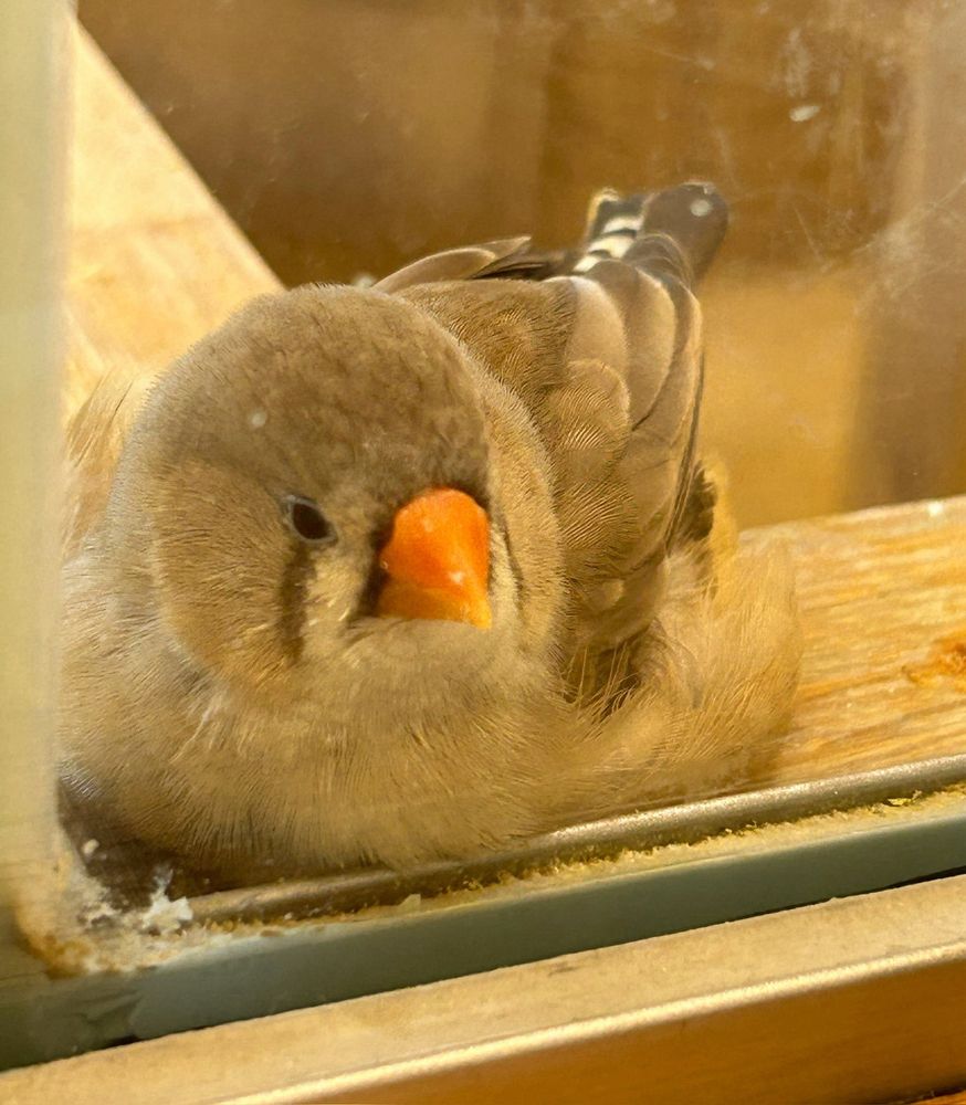 ちょっと色の薄い、ベージュ色のキンカチョウ。隅っこに溶けている。かわいい。
