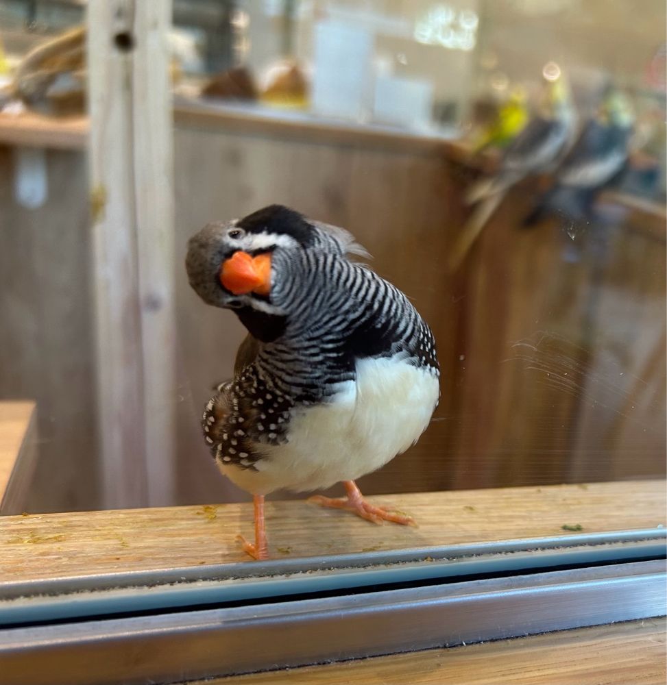 首を左に90度傾けているキンカチョウ。とてもかわいい。