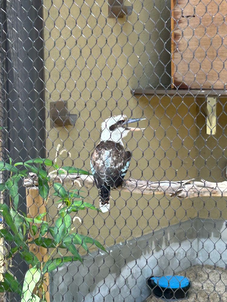 ワライカワセミ(かわいい)