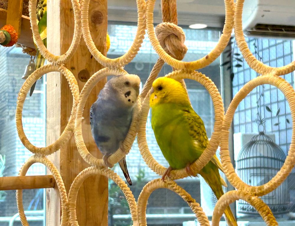 目と目が合う〜セキセイインコちゃんたち