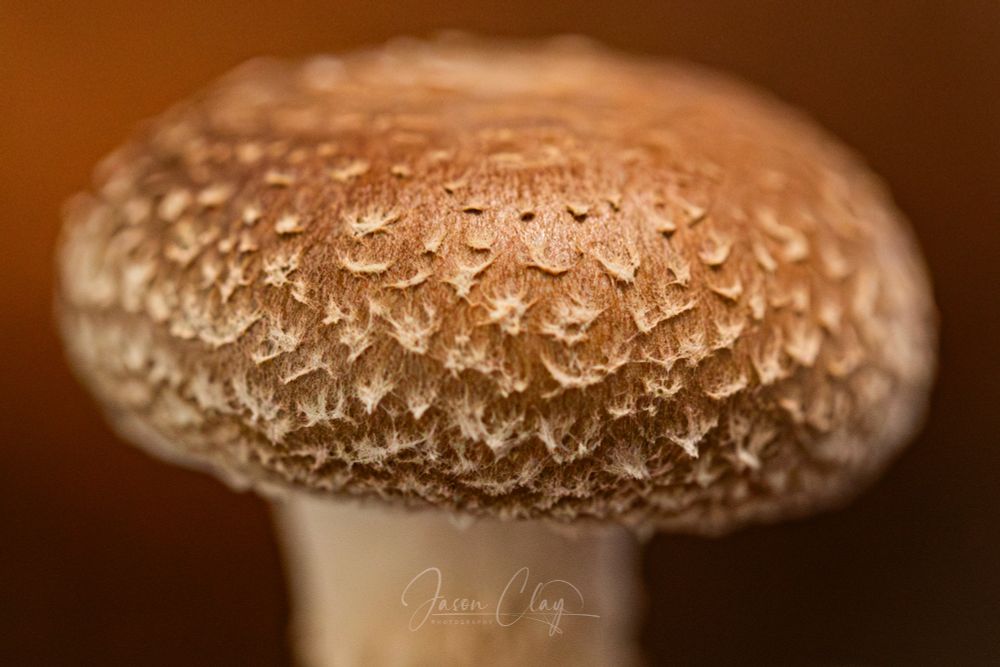 Image of a Portobello mushroom. 