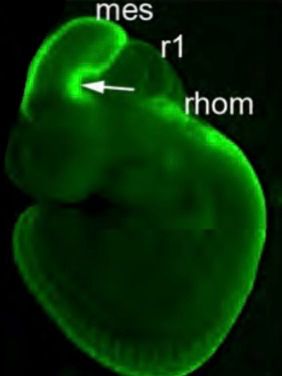 Mouse embryo at embryonic day 10.5 expressing fluorescent protein (green) under control of the Wnt1 gene. Arrow points to ventral mesencephalon (v. mes) with Wnt1-expressing progenitors that will become dopamine neurons of the adult Ventral Tegmental Area and Substantia Nigra. The rhombencephalon (rhom) contains progenitors that will become the hindbrain.