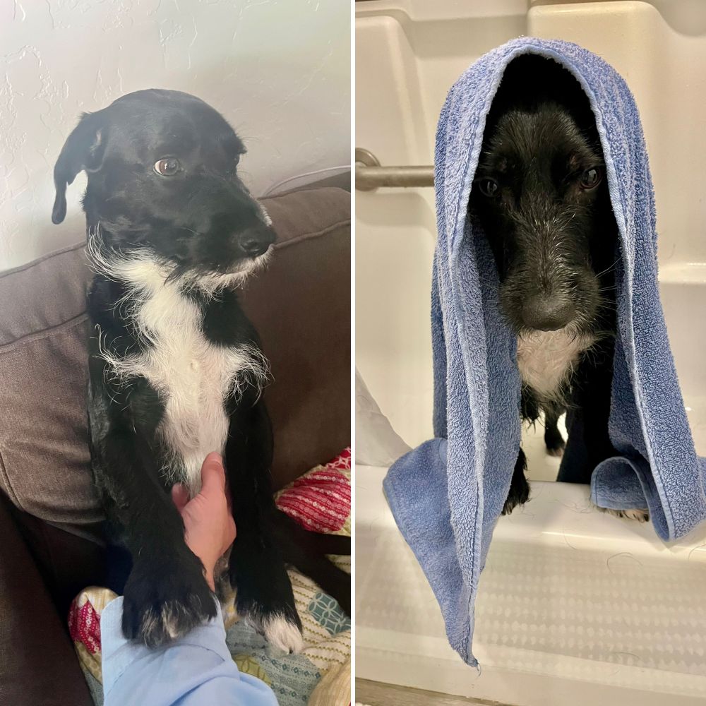 Left: a medium black and white terrier mix with a beard and absurd chest hair lectures me by sitting upright with one paw holding my arm in place, demanding chest scratches. 
Right: the same terrier is perched on the bathtub wall with a towel over his head, mad that he’s just had a bath. 