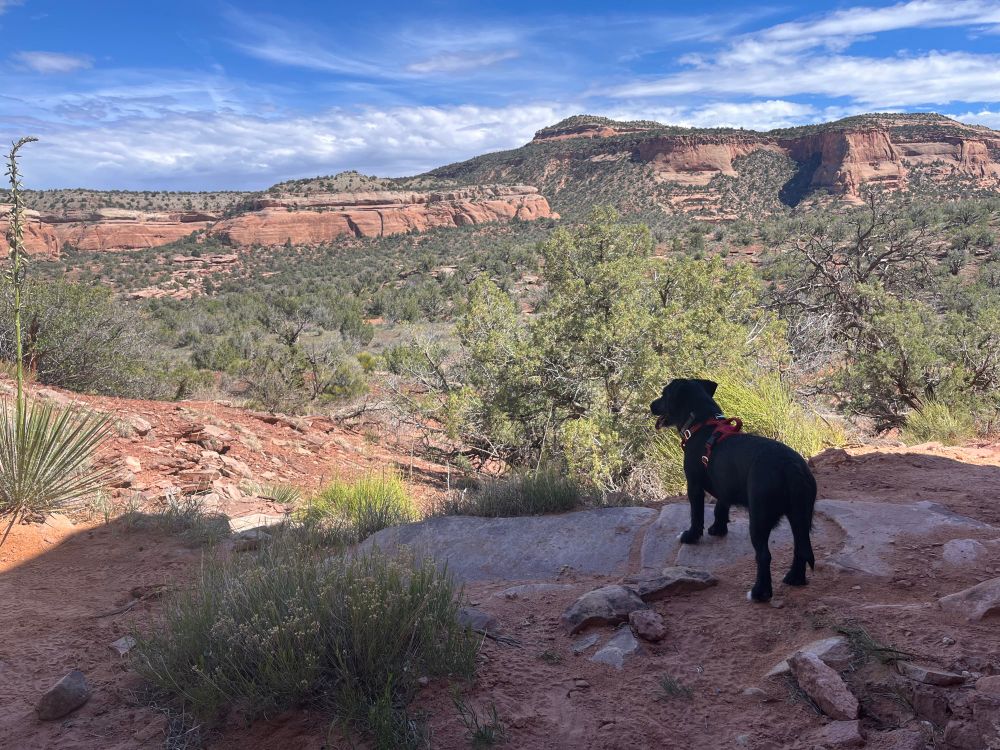 A medium black and white pup looks out from an alcove across the Black Ridge Canyons Wilderness in western Colorado. Everything the light touches is his kingdom. 