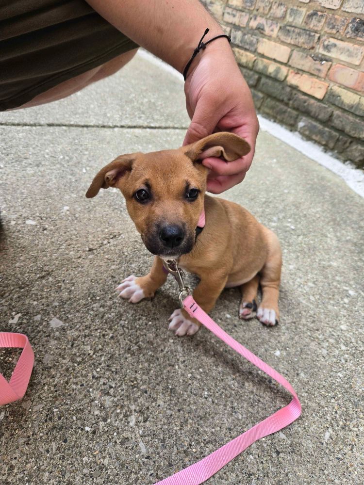 A puppy with a pink collar and leash on a sidewalk