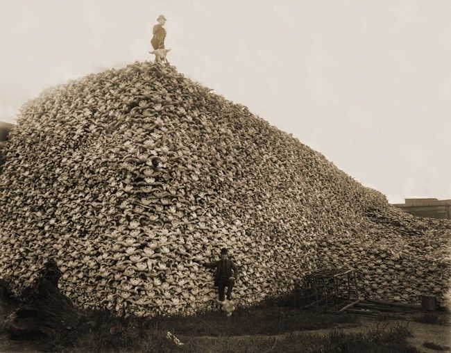 Historical image of two men in the US western frontier. One is standing in front of a very large pile of American Bison skulls. The other is standing on time of the pile. The piles is four grown men tall and the width stretches outside the photo.
The US Govt hired professional hunters and paid bounties for each Bison killed. This was done to cause food insecurity with the Natives of the Great Plains, as well as remove a source for clothing, tools, and a spiritual symbol. 