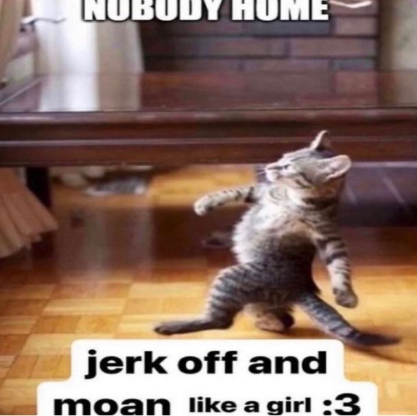 meme of cat walkin all gangster style 
top text: nobody home
bottom text: jerk off and moan like a girl :3