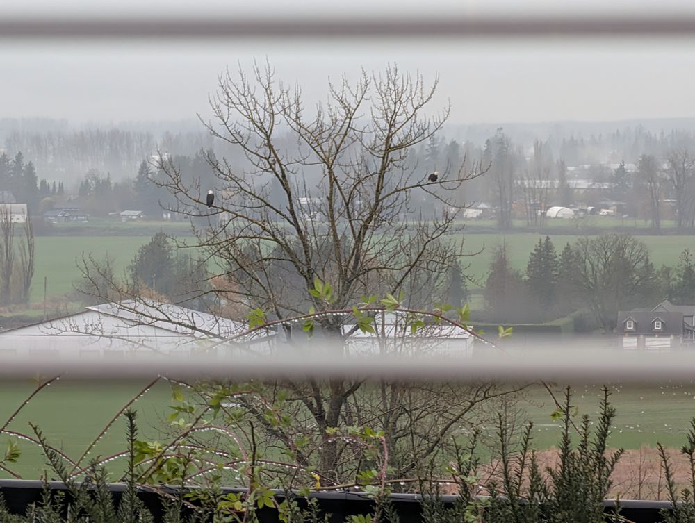 two eagles sitting in a tree on farmland outside my window, fraser valley bc