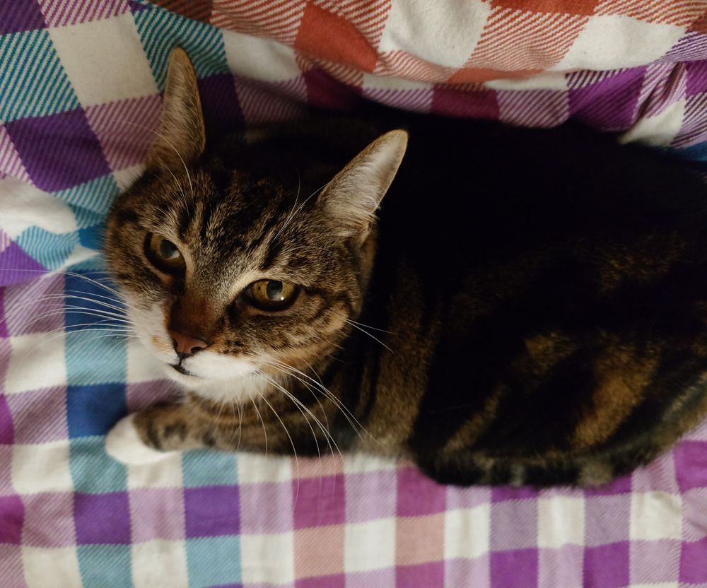 landscape orientation photo of my cat nina. she's a brown striped tabby with a white mush and paws, lying on a checkered colourful bed. she's looking towards me because she wants attention and her ears are very alert 