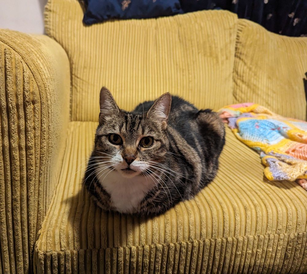 it's nina the tabby cat. she is on a yellow sofa in loaf formation but she is looking right at the camera