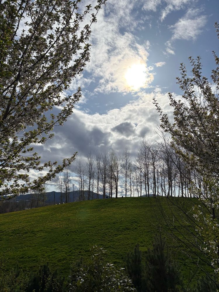 Trees and dramatic clouds 