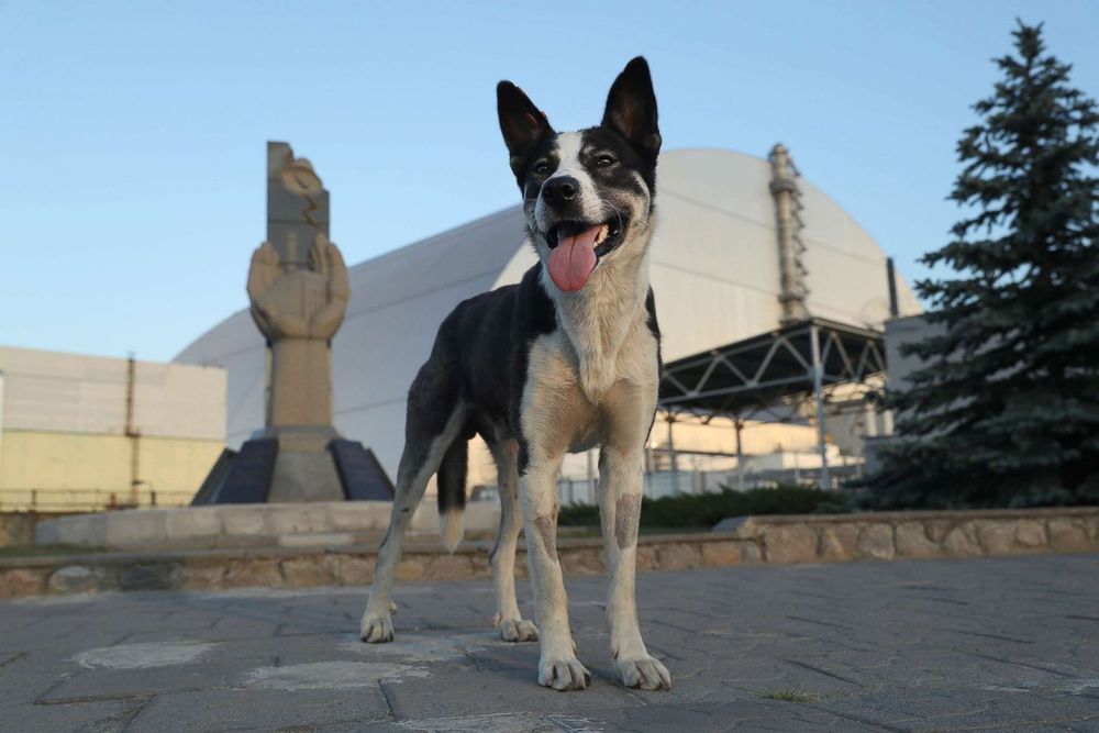 A black and white dog with upward pointed ears poses, smiling heroically with tongue out in front of a statute and an industrial building.