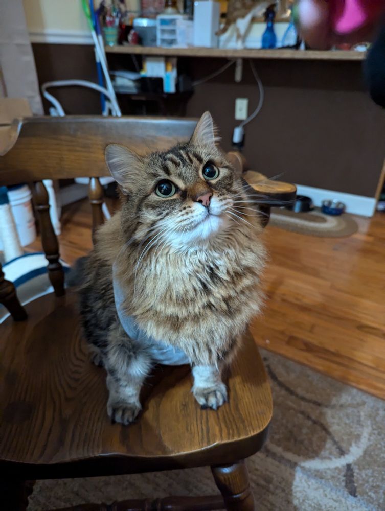 delighted looking fluffy cat sitting on a kitchen chair 