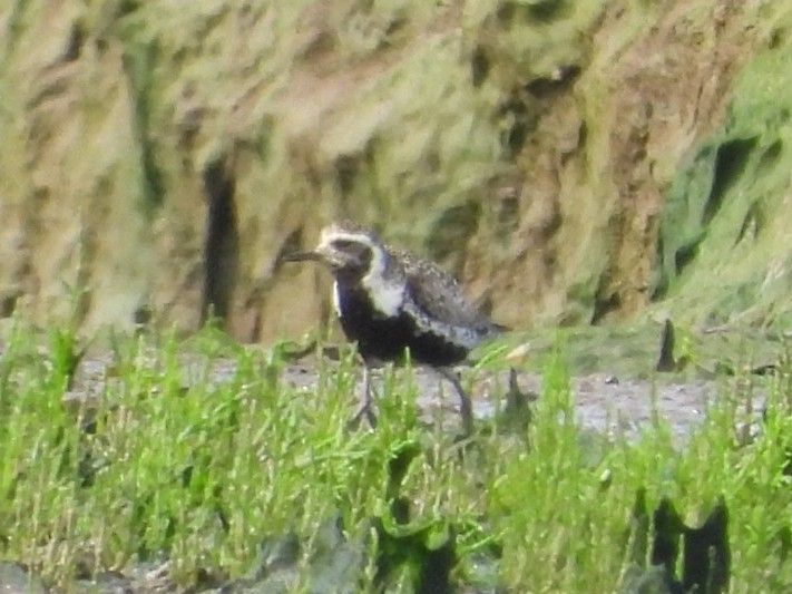 Pacific golden Plover from Greatham creek carpark screen 16/06/25