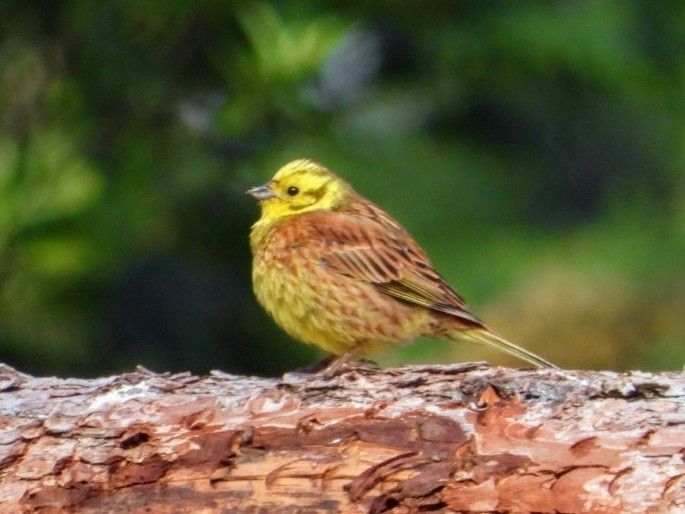 4 photos of the Yellowhammer seen mating with Ortalan Bunting that's at Wykeham, Yorkshire at the moment 