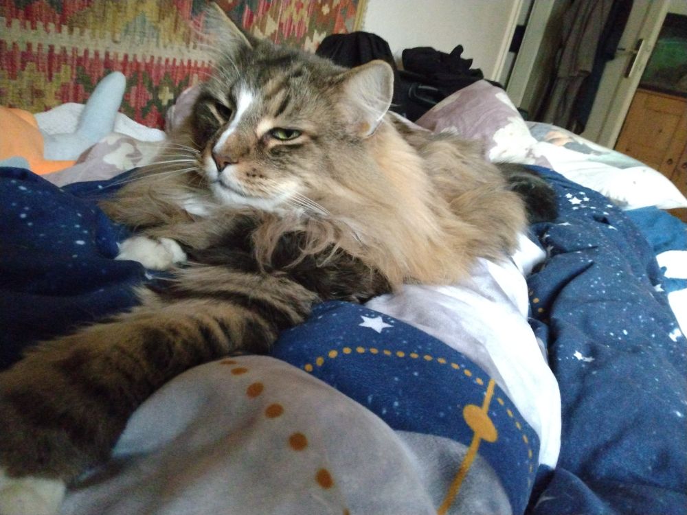 Photo of a VERY LARGE Longhair brown tabby nested on top of the comforters, and me.  He is reaching out one (1) paw all the way towards the camera lazily