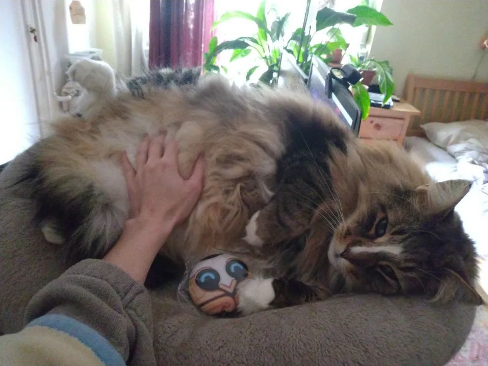 photo a VERY LARGE long haired tabby curled up on top of a cat-tree nest.  he is showing BELLY and allowing me to gently touch all that glorious FLUFF -- and also show just how small my hand is in comparison to him
(slightly different angle and cat expression)