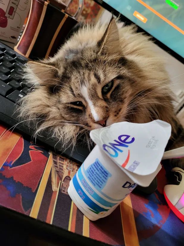 photo of a VERY LARGE longhair brown tabby lying sideways across a keyboard, right in front of him and open little jug of danone yoghurt -- which is he is looking at longingly

(and yes i eat at my desk like a savage, sorry :< )