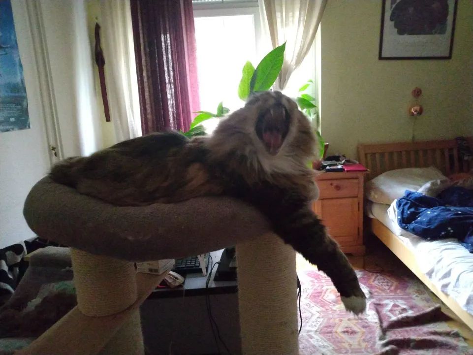 photo of a VERY LARGE longhair brown tabby, nested in his basket on top the cat tree.  he has one arm stretched and dangling out of the basket.  he is turning towards the camera with a big YAAAWWNNN
