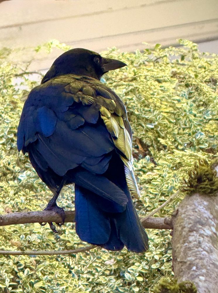 American crow showing wing and tail feathers
