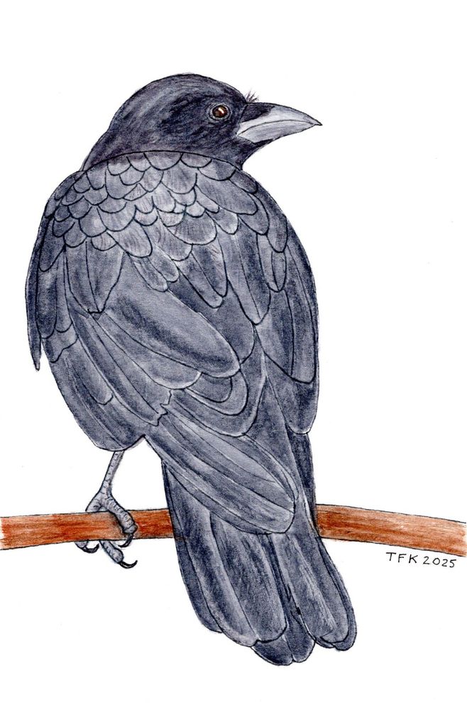 Crow perched on a branch displaying its back and wing feathers in the sun. Watercolor painting using Payne's gray and a round brush.