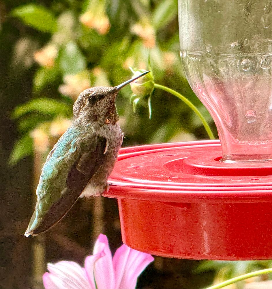 Young male Anna’s Hummingbird picks the feeder over the flowers 
