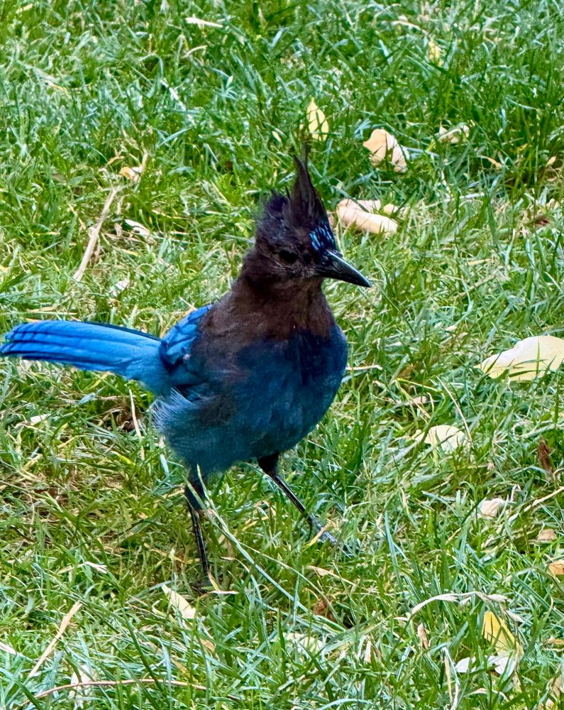 Steller’s Jay stands in the grass