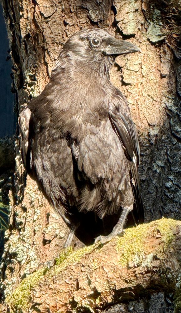 Crow perched in a big pine tree with golden glow of the sun