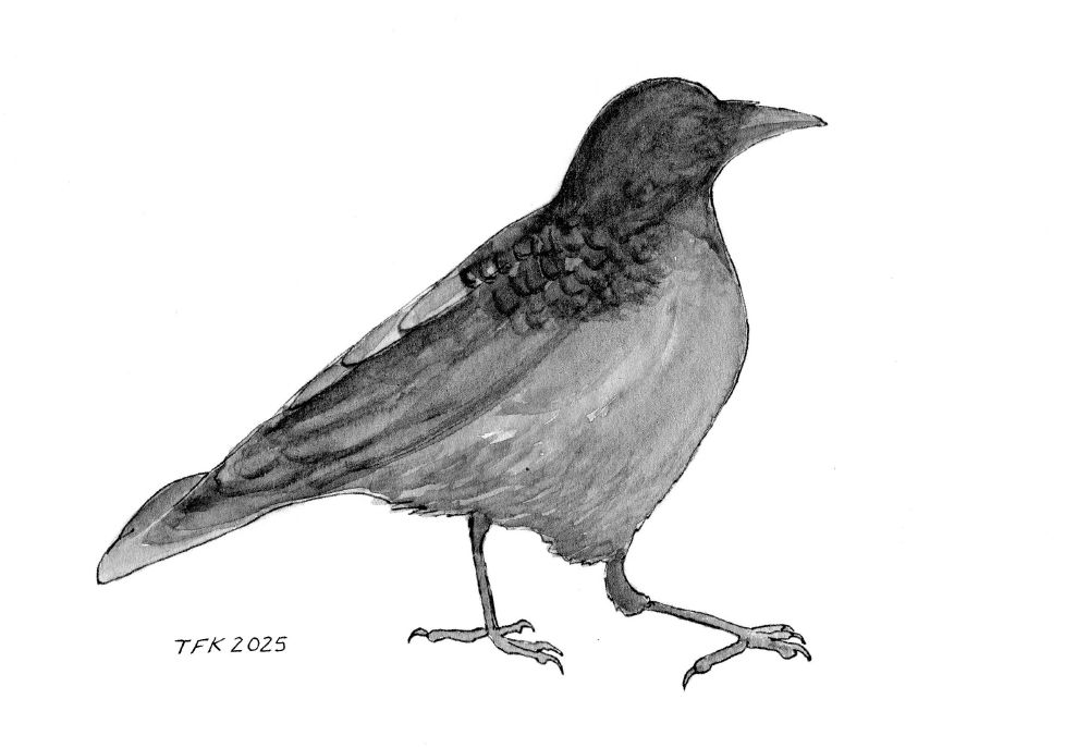 Silhouette of American crow gracefully walking. Watercolor painting using DS neutral tint and #6 round brush.