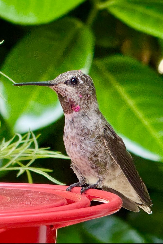 Juvenile Male hummingbird perched on a feeder. Note the flash of pink feathers on the throat 