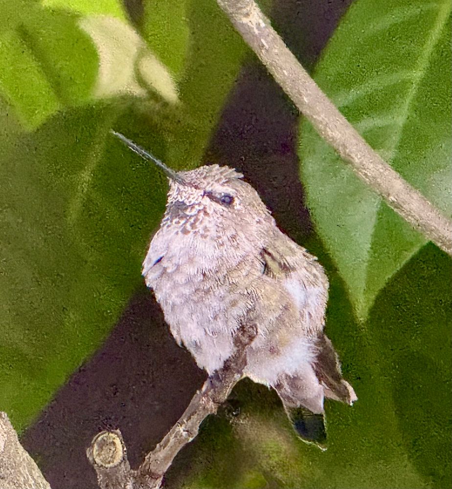 Young male Anna’s hummingbird with light fluffy feathers resting on a branch 