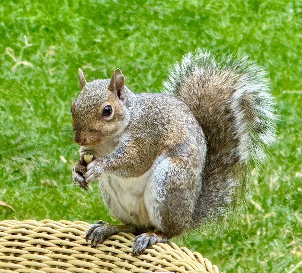 Eastern gray squirrel eating a nut