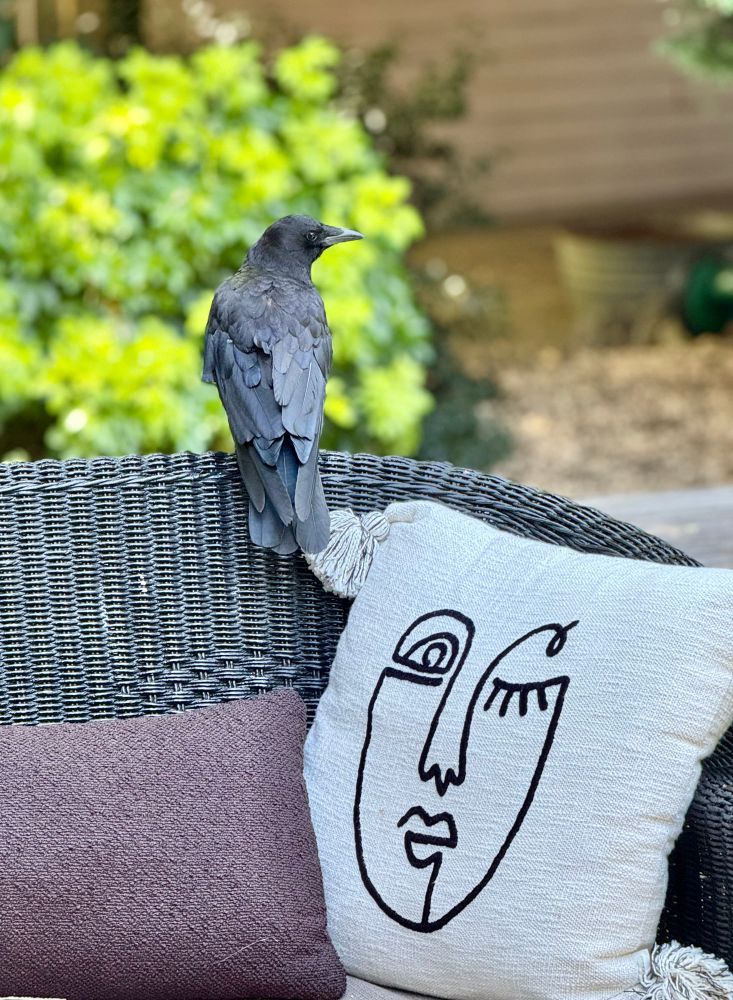 Crow perched outside on a couch 