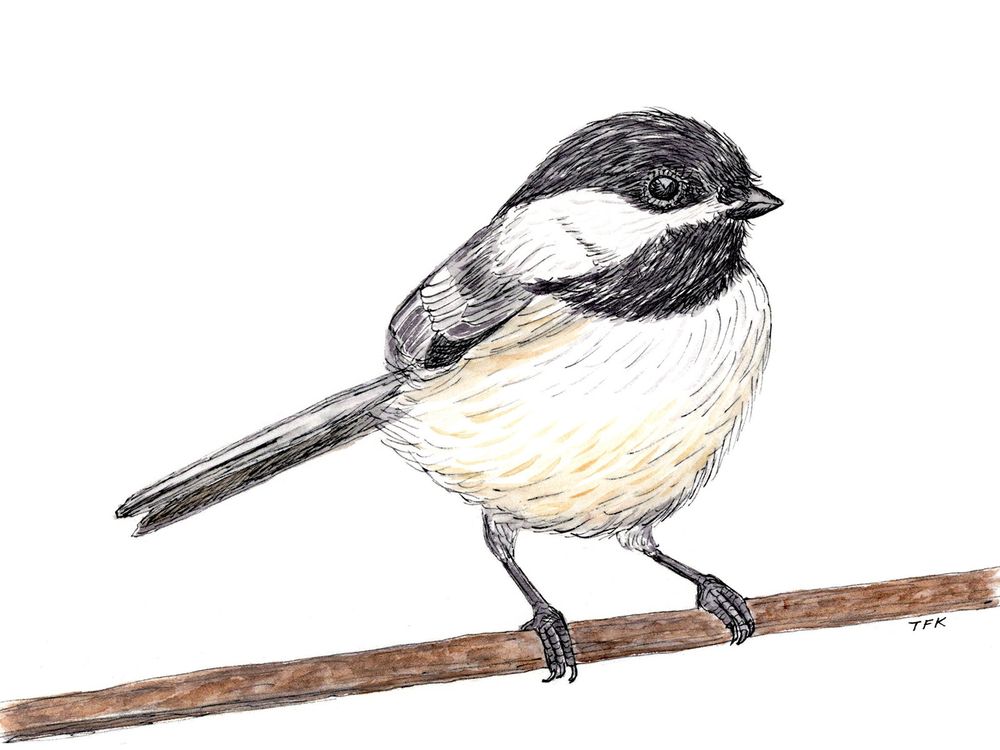 Black-capped Chickadee perched on a tree branch