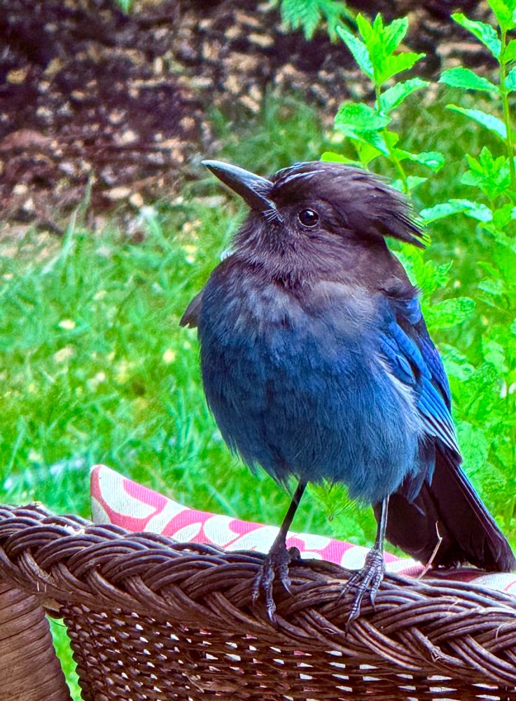Steller’s Jay looks up while perched on a chair 