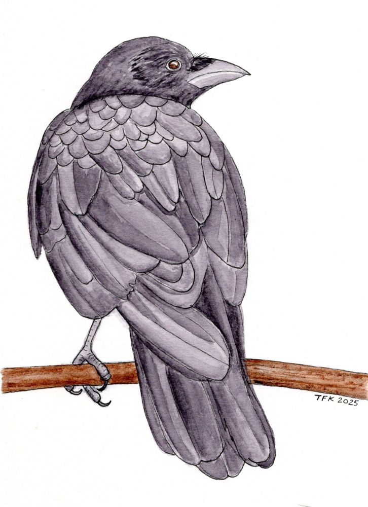 Crows are social birds, often found in family groups and large flocks, and are known for their problem-solving skills, tool use, and ability to mimic sounds. 