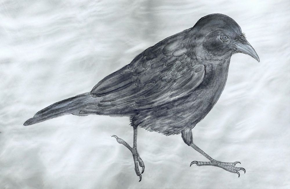 Crow watercolor using one color and a round brush
