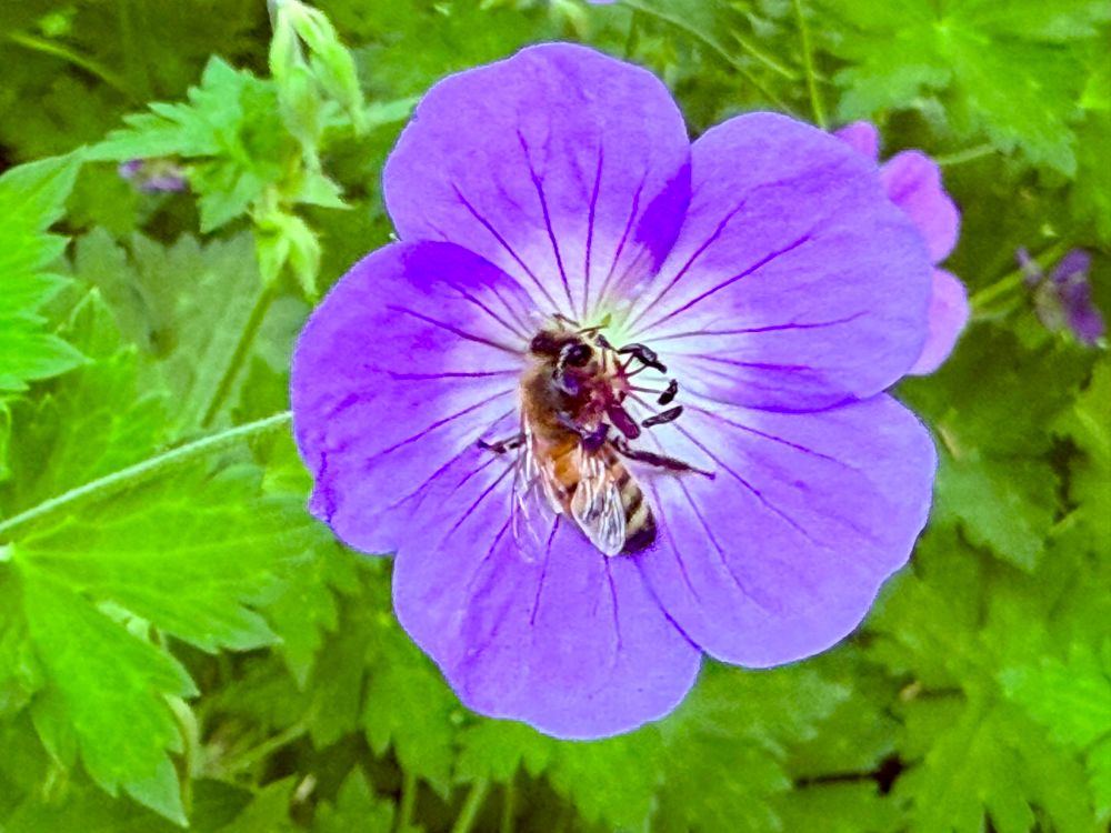 Western Honey Bee at work pollinating flowers 
