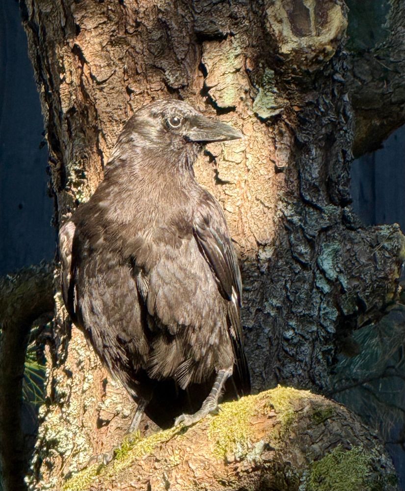 Young American crow with gray and brown feathers perched in a pine tree