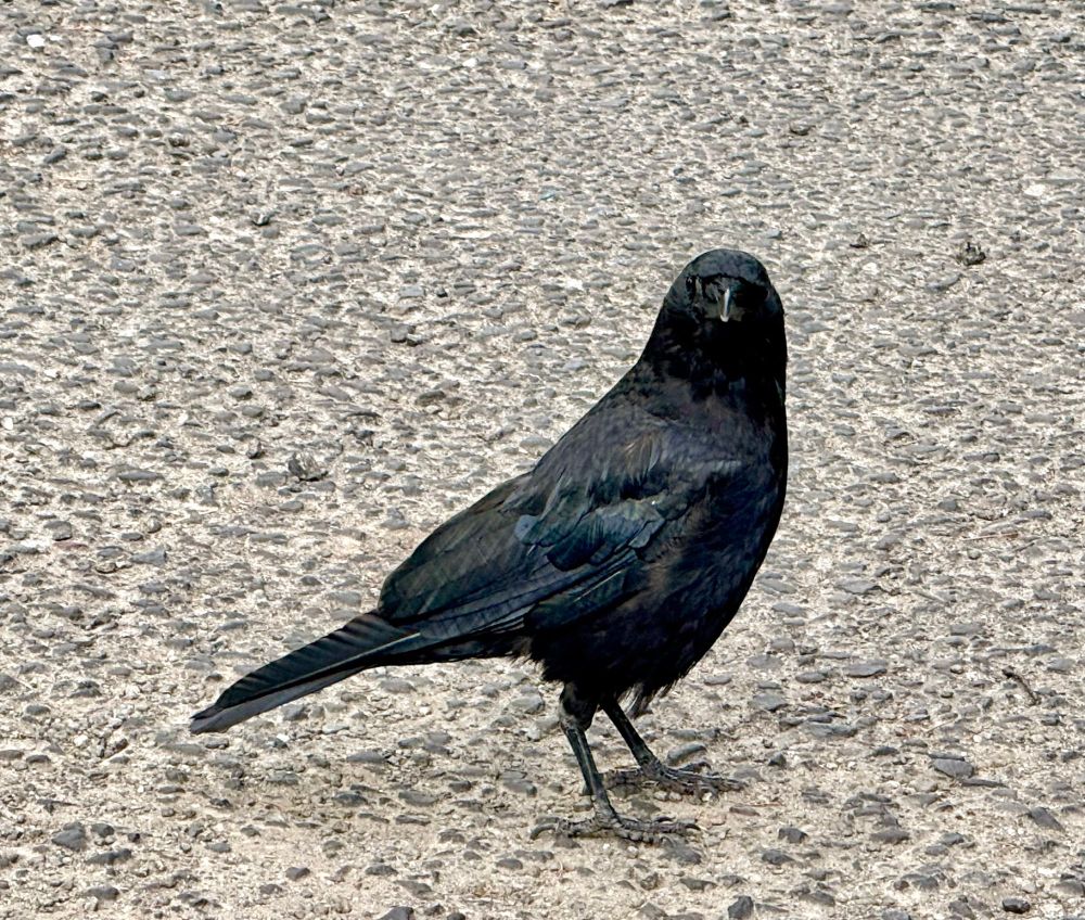 Crow watching me while standing in the middle of the street